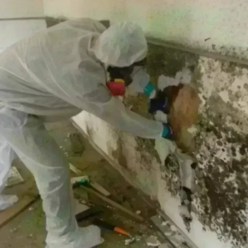 Mold Remediation and Removal in Victory Gardens, NJ